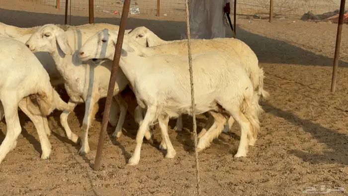 رخال حريات نوادر دفيع طيبه عددها 20 معاها الفحل 0