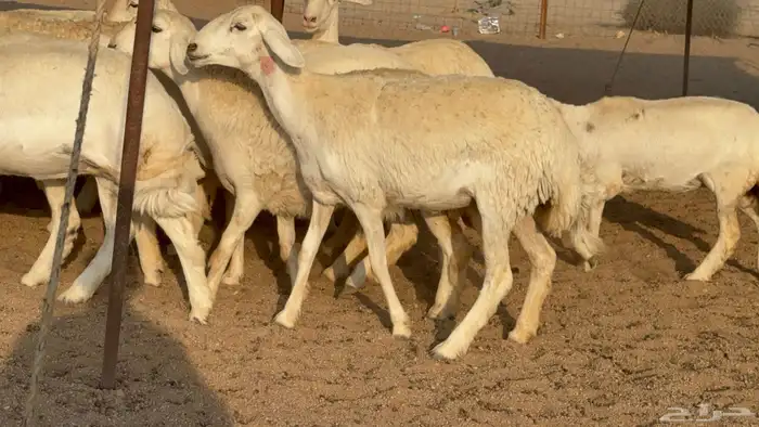 رخال حريات نوادر دفيع طيبه عددها 20 معاها الفحل 15