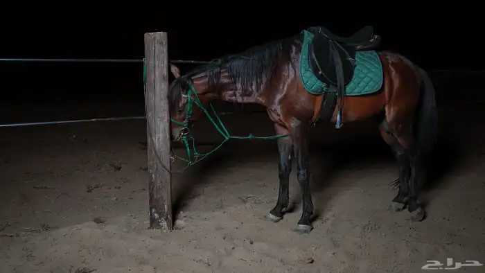 اغراض اسطبل خيل 1