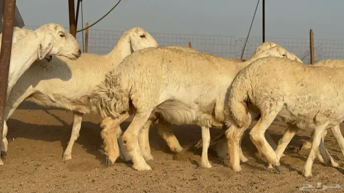 رخال حريات نوادر دفيع طيبه عددها 20 معاها الفحل 9