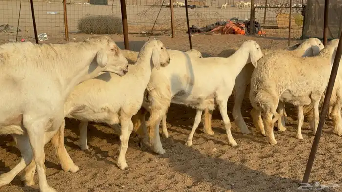 رخال حريات نوادر دفيع طيبه عددها 20 معاها الفحل 3