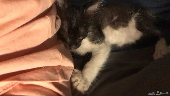 كتن تكسيدو للتبني 2