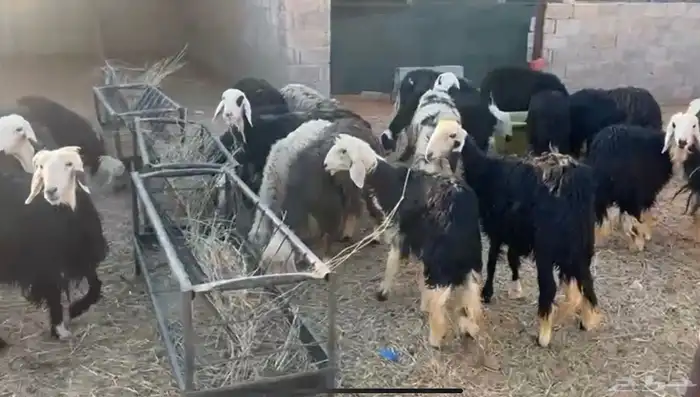 مراح نجد دفيع عدد 30 بفحولها 2 6