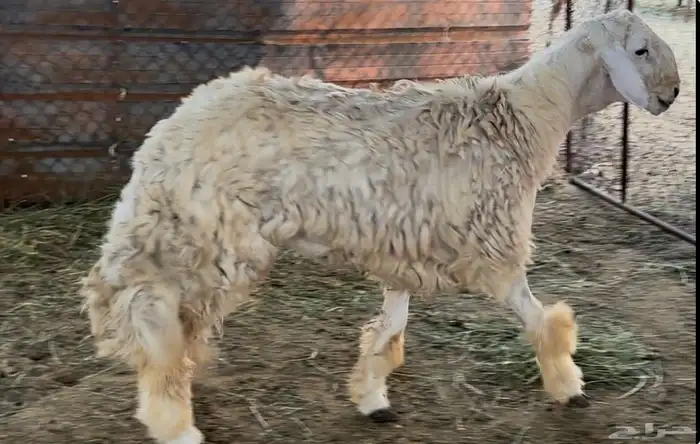 حري فاخر معرف ومشروط 3