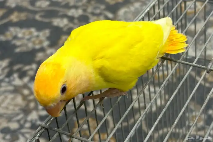 فرخ روز اليف ( تم البيع ) 3