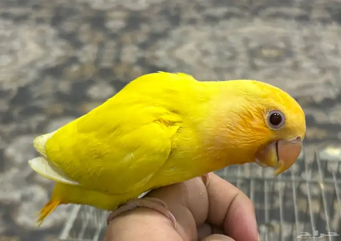 فرخ روز اليف ( تم البيع ) 0