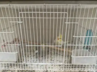 كروان منتج index