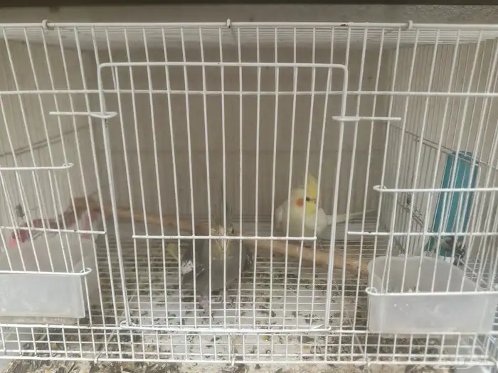 كروان منتج 0