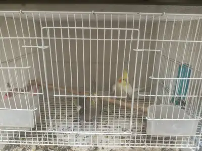 كروان منتج index