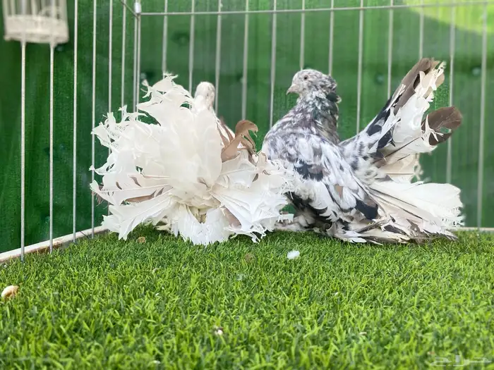 رقاص هندي TOP 1 1