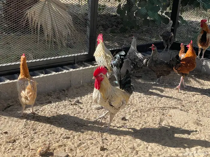 ديك ديكة فيومي العدد 2 الحبة 30 ريال 0