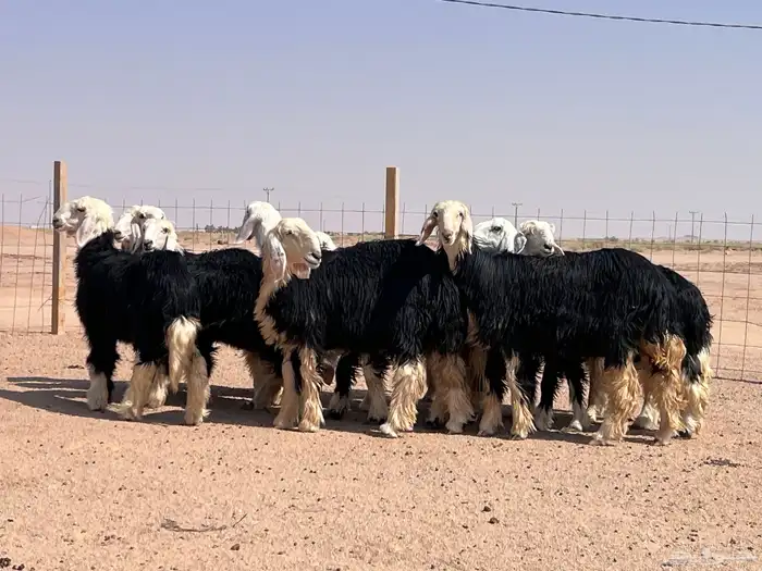 مراح جذعات نجد للبيع 2