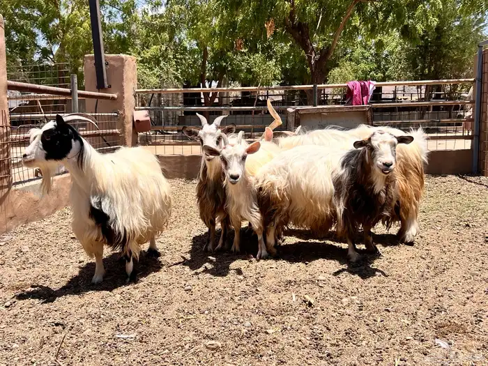 ماعز متشنج 2