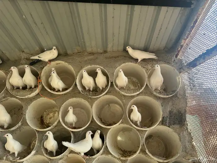 حمام فرنسي لاحم سوبرجامبو للبيع 7