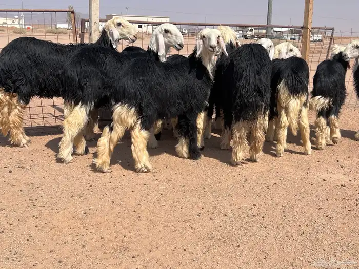 مراح جذعات نجد للبيع 5