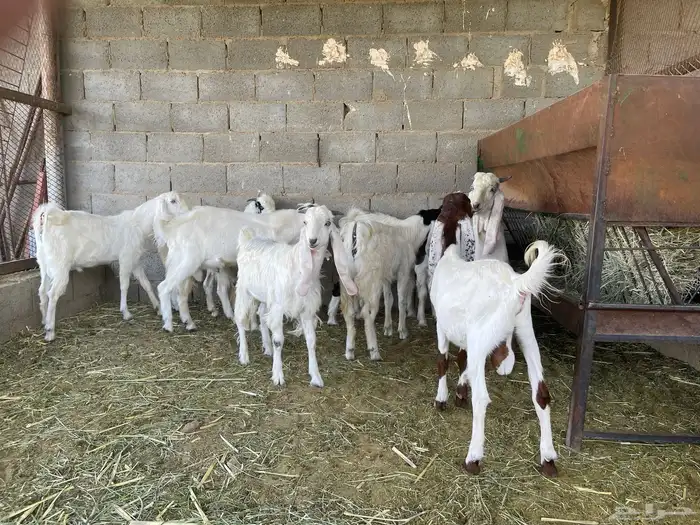 تيوس ذبايح 7