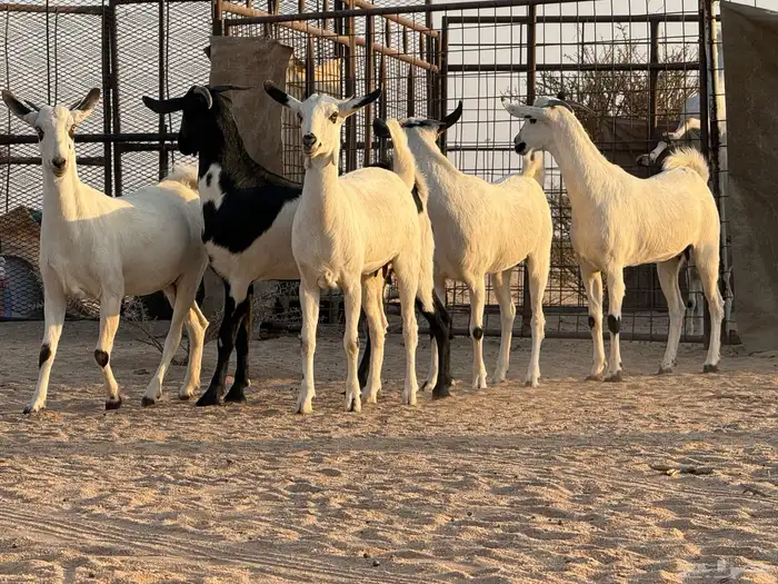 جفرات بيشات صنف 5