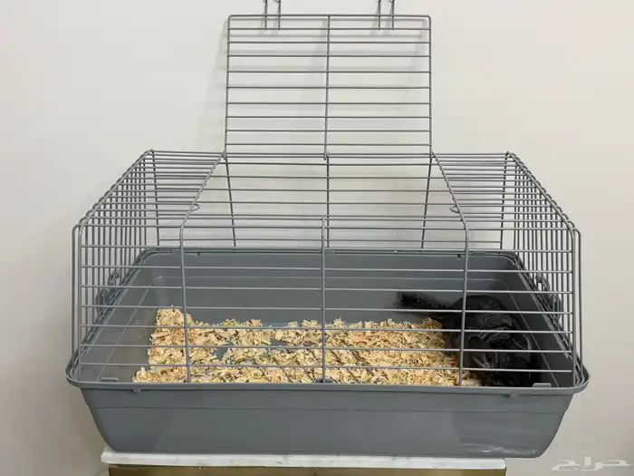 حيوان الشانشيلا شانشيلا 4