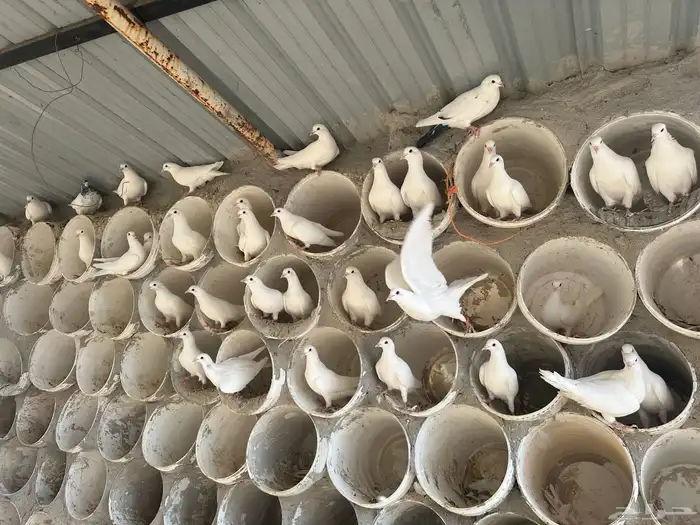 حمام فرنسي لاحم سوبرجامبو للبيع 8