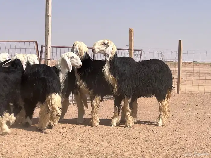 مراح جذعات نجد للبيع 9