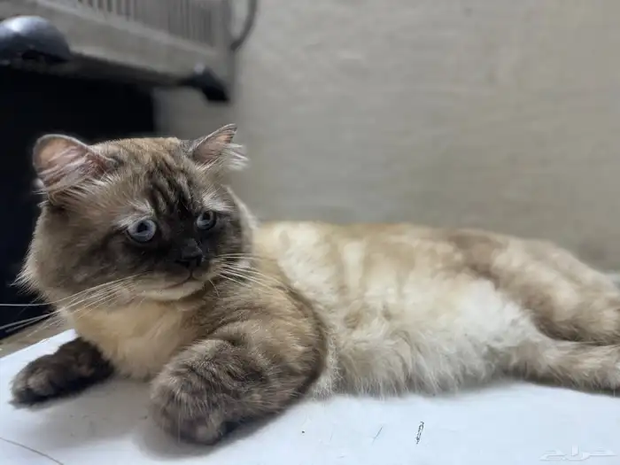 قط ذكر شيرازي هملايا مهجن أليف مدرب مع جميع اعرضه للبيع 2