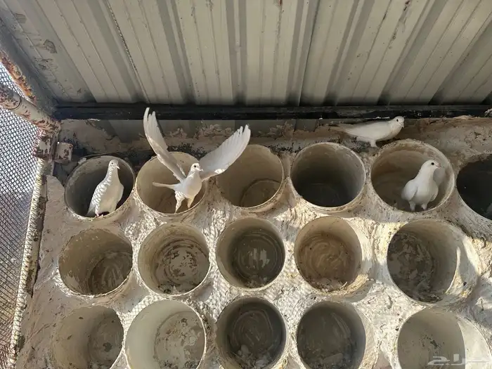 حمام فرنسي لاحم سوبرجامبو للبيع 3