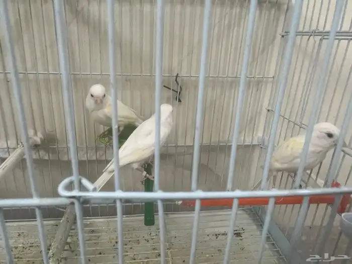 أناثي كناري بيض 5