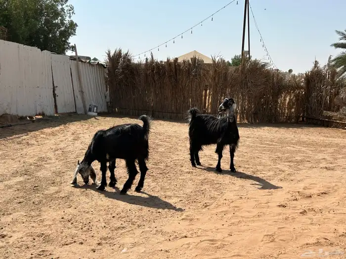 عنز وبنتها 0