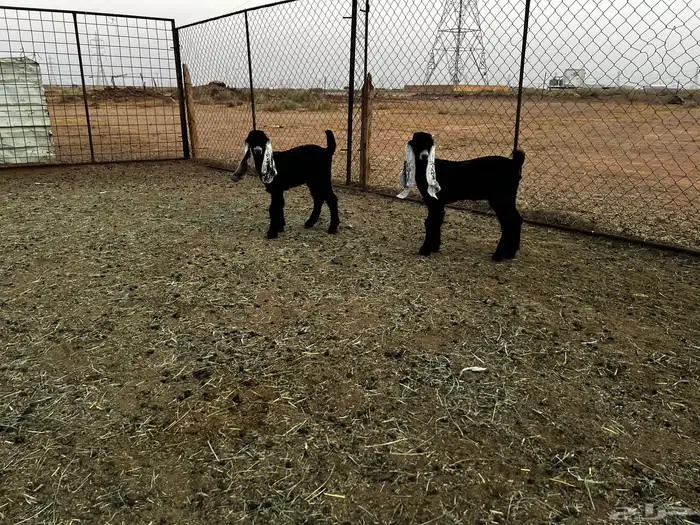 2 جفرات عرارض خصم خصم 7