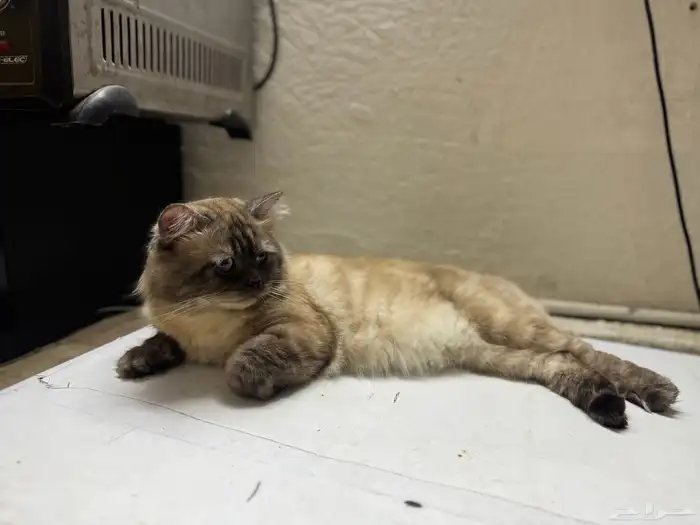 قط ذكر شيرازي هملايا مهجن أليف مدرب مع جميع اعرضه للبيع 3