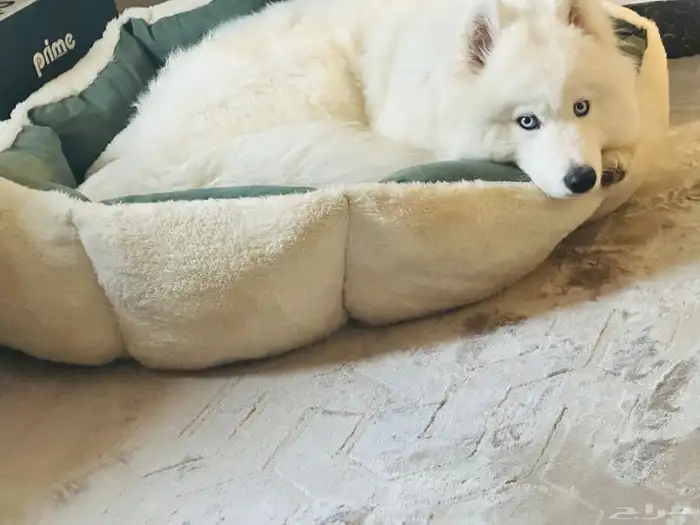 كلب ساموويد بيور 1