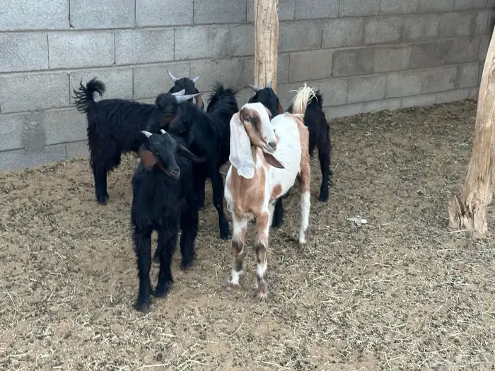 ثلاثه تيوس عناقين 1