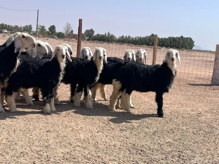 مراح جذعات نجد للبيع 7