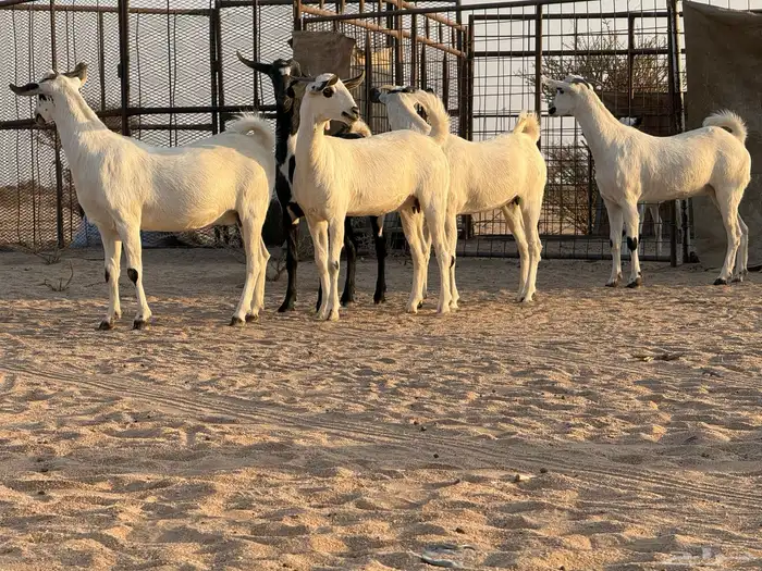 جفرات بيشات صنف 0