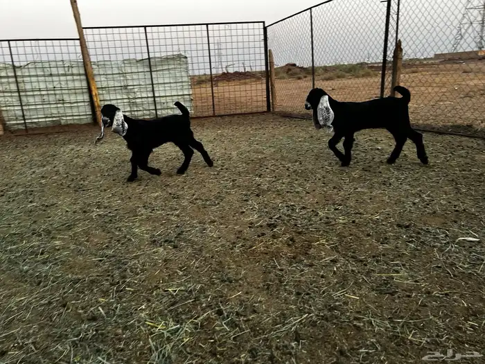 2 جفرات عرارض خصم خصم 5