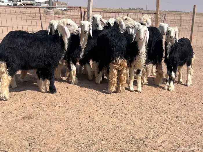 مراح جذعات نجد للبيع 12