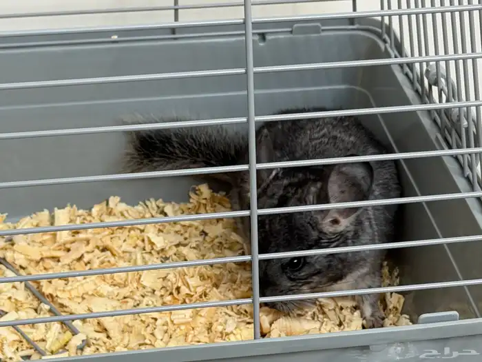 حيوان الشانشيلا شانشيلا 5