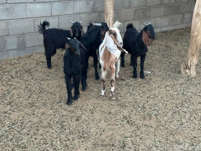 ثلاثه تيوس عناقين 2