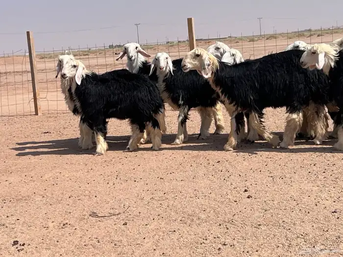 مراح جذعات نجد للبيع 4