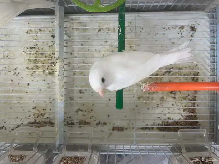 أناثي كناري بيض 2