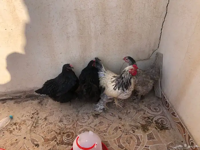 دجاج براهما للبيع طقم 4 0