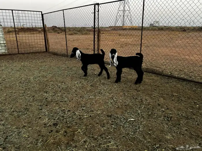 2 جفرات عرارض خصم خصم 4