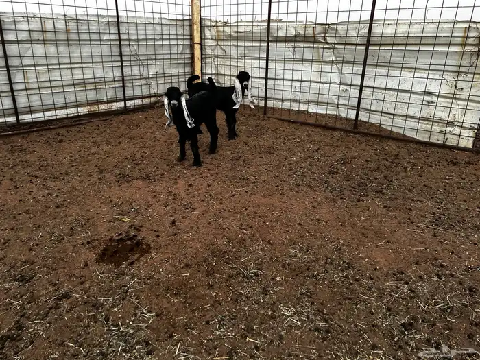 2 جفرات عرارض خصم خصم 1