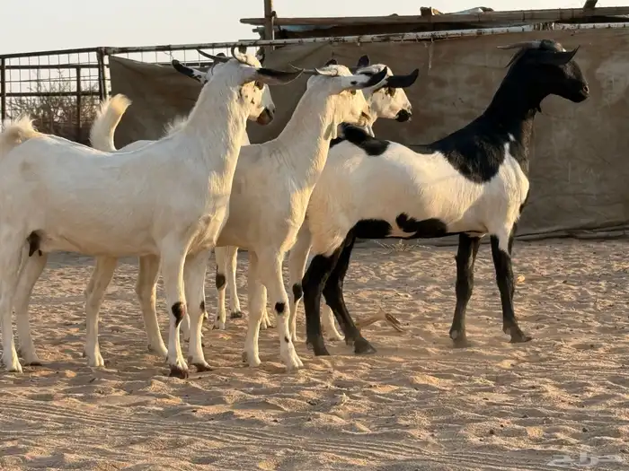 جفرات بيشات صنف 1