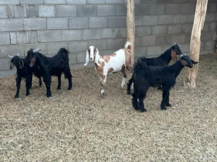 ثلاثه تيوس عناقين 3