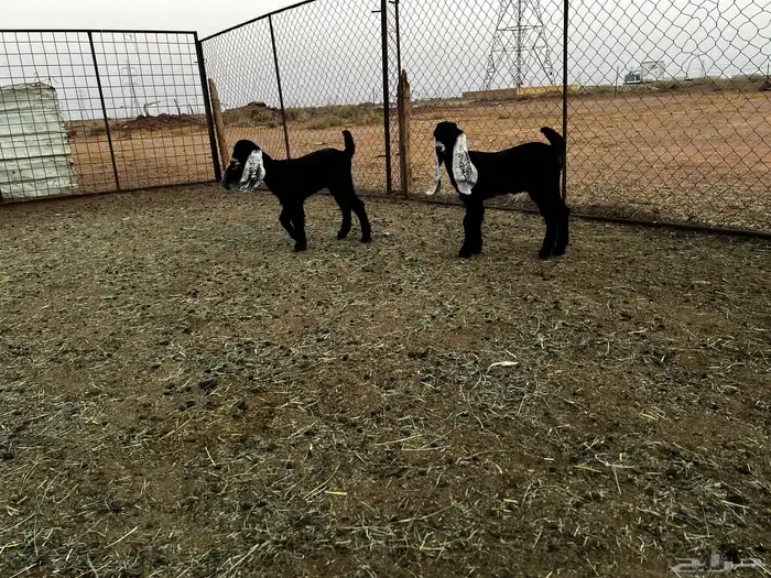 2 جفرات عرارض خصم خصم 6