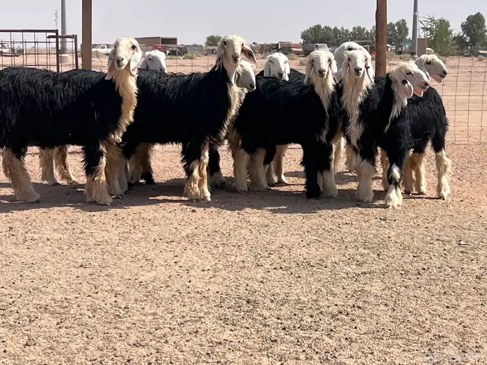 مراح جذعات نجد للبيع 0