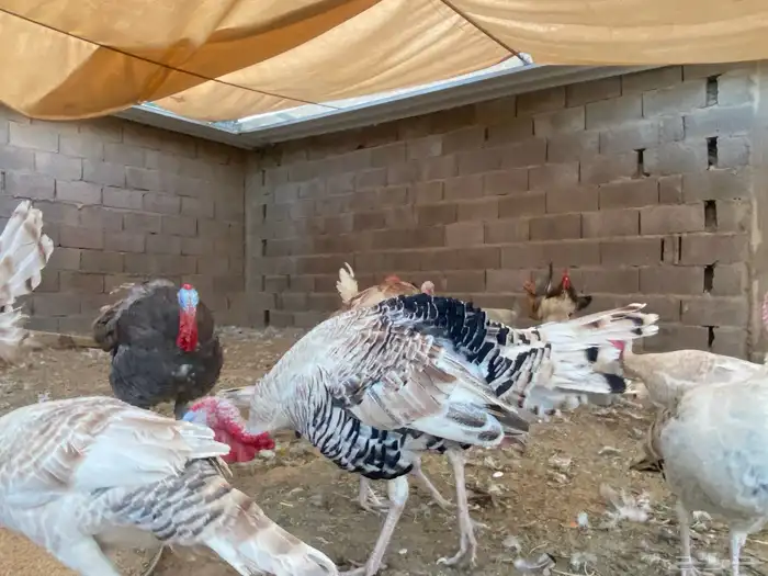 دجاج رومي احجام جامبو 6