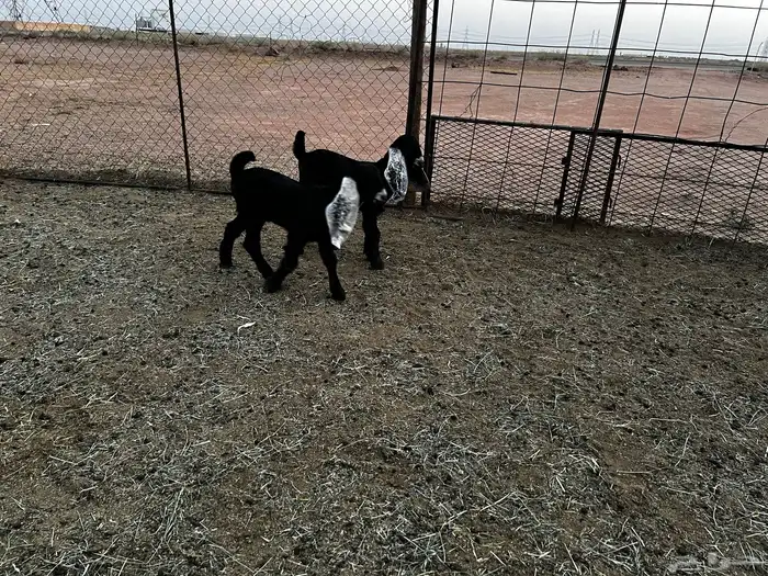 2 جفرات عرارض خصم خصم 3