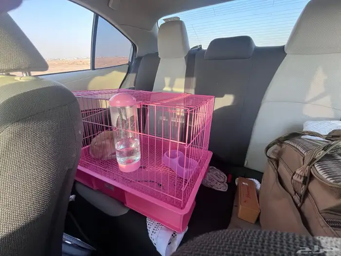 ارنب للبيع مع القفص ب50 بس 0